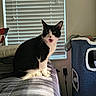 animal, bed, bedroom, black_and_white, blanket, blinds, cat, cat_tree, ears, furniture, home, indoors, open_mouth, pet, portrait, sitting, sunlight, tuxedo_cat, whiskers, window