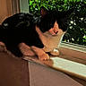 Nimo is registered to the contest to win money with this photo: animal, black_and_white_cat, cat, closeup, cozy, ears, feline, greenery, indoor, leaves, outdoor, paws, pet, plants, portrait, sitting, tuxedo_cat, whiskers, window, windowsill