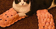Nimo is registered to the contest to win money with this photo: alert, animal, black_and_white, carpet, cat, cozy, cute, ears, eyes, feline, home, indoor, lying_down, pet, pink, portrait, slippers, textured, tuxedo_cat, whiskers