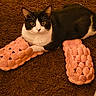 alert, animal, black_and_white, carpet, cat, cozy, cute, ears, eyes, feline, home, indoor, lying_down, pet, pink, portrait, slippers, textured, tuxedo_cat, whiskers