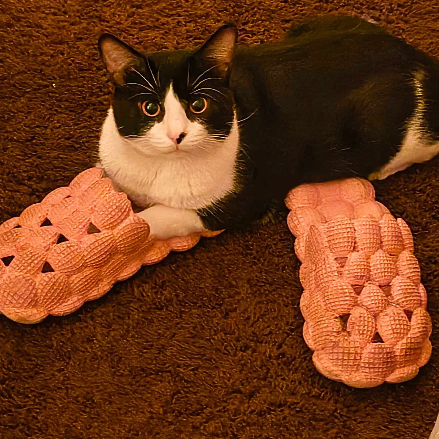Nimo is registered to the contest to win money with this photo: alert, animal, black_and_white, carpet, cat, cozy, cute, ears, eyes, feline, home, indoor, lying_down, pet, pink, portrait, slippers, textured, tuxedo_cat, whiskers