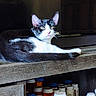 Nimo joined the competition — help win amazing prizes! animal, black_and_white_cat, cat, ears, feline, flash_photography, home, indoors, lying_down, medicine_bottles, pet, pharmacy, pill_bottles, portrait, shelf, sitting, storage, whiskers, wood, yellow_eyes