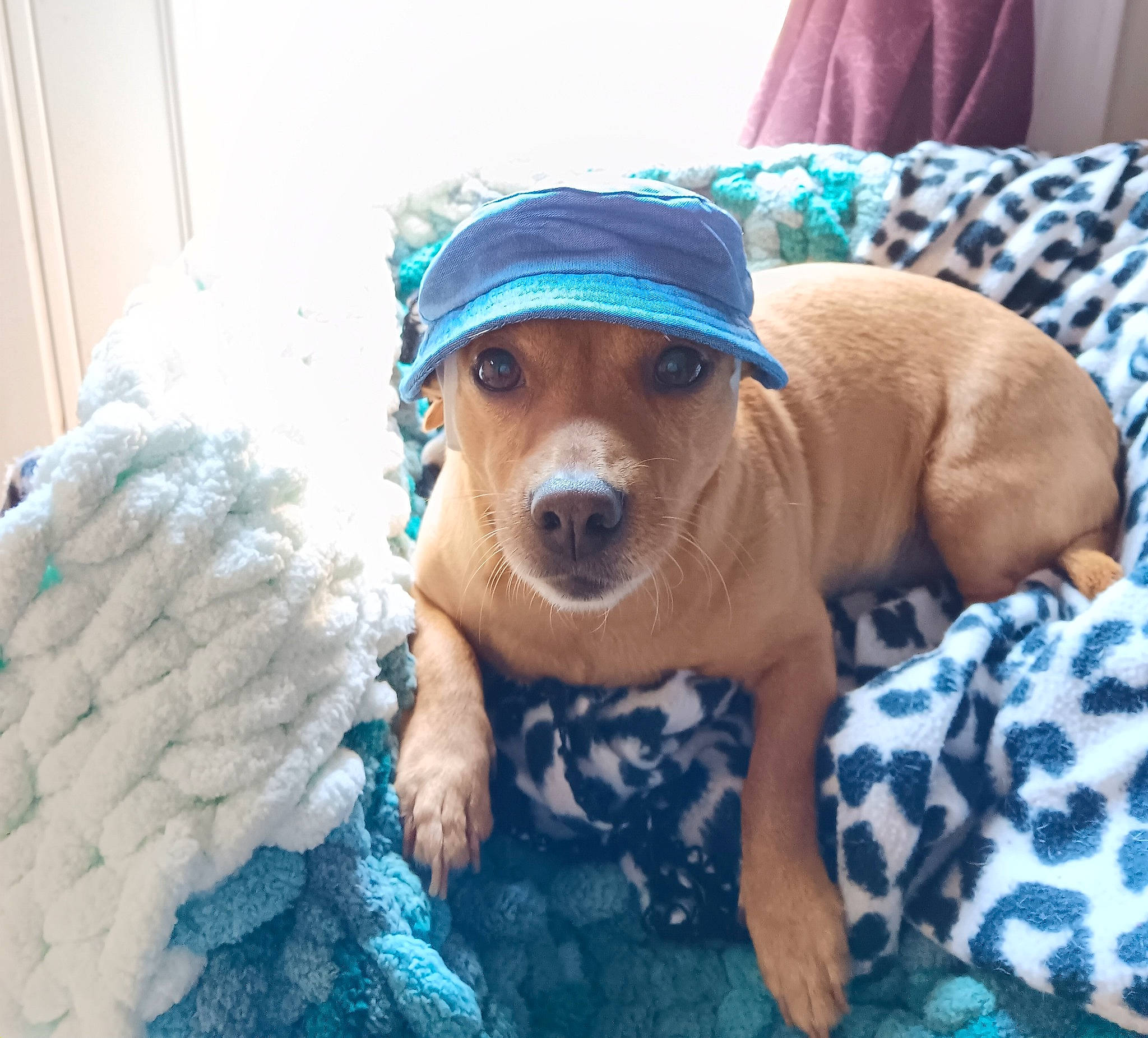 Scrappy is registered to the contest to win money with this photo: blue, canidae, carnivore, comfort, companion_dog, dog, dog_breed, dog_clothes, fawn, flooring, fur, hat, linens, selfie, smile, snout, sporting_group, toy_dog, whiskers, working_animal
