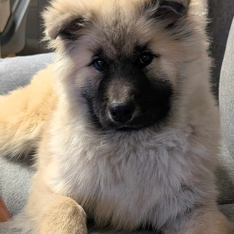 Aïko participe au concours pour gagner de l'argent avec cette photo : animal, canine, companion, couch, cute, dog, domestic_animal, face, fluffy, fur, furniture, home, indoor, living_room, paw, pet, portrait, puppy, relaxed, young_dog
