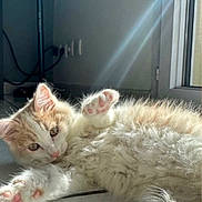 Oslo a rejoint le concours — aidez-le/la à gagner de superbes lots ! cat, kitten, paw, pink_paws, fur, fluffy, sunlight, sunbeam, indoor, window, tile_floor, relaxed, cute, pet, whiskers, ears, lying_down, toe_beans, portrait, home