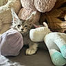 cat, kitten, fluffy, long_hair, gray_fur, blue_eyes, face, whiskers, ears, paws, stuffed_animals, plush_toys, teddy_bear, cuddly, bed, blanket, indoor, portrait, cute, pastel
