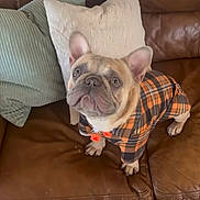 Rocky joined the competition — help win amazing prizes! french_bulldog, dog, pet, plaid_outfit, orange, black, brown_leather_couch, pillows, indoor, cute, alert, small_dog, canine, fur, ears, eyes, clothing, animal, companion, domestic