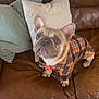 french_bulldog, dog, pet, plaid_outfit, orange, black, brown_leather_couch, pillows, indoor, cute, alert, small_dog, canine, fur, ears, eyes, clothing, animal, companion, domestic