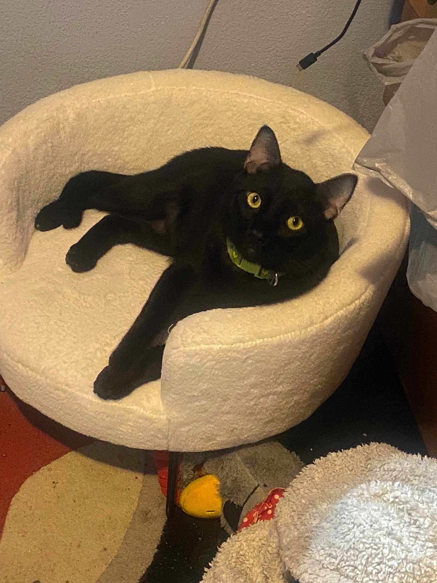 Douddy joined the competition — help win amazing prizes! animal, black_cat, carpet, cat, chair, collar, comfortable, cozy, curious, domestic, feline, furniture, home, indoor, looking_at_camera, pet, relaxing, resting, toy, yellow_eyes