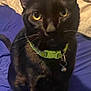Douddy is registered to the contest to win money with this photo: animal, bed, black_cat, blanket, cat, closeup, collar, comforter, cute, domestic_animal, ears, feline, fur, indoor, looking, pet, sitting, tail, whiskers, yellow_eyes