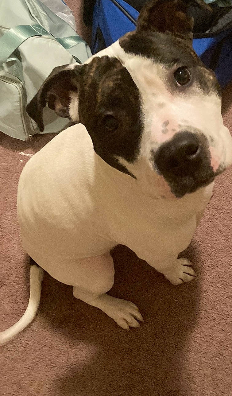 Nala is registered to the contest to win money with this photo: ancient_dog_breeds, canidae, carnivore, collar, companion_dog, dog, dog_breed, dog_collar, ear, fawn, fur, metal, non_sporting_group, pet_supply, puppy, sporting_group, terrestrial_animal, toy_dog, whiskers, working_animal