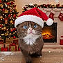 Al'Capone a rejoint le concours — aidez-le/la à gagner de superbes lots ! cat, kitten, santa_hat, christmas_tree, fireplace, stockings, snowflakes, holiday, decorations, gifts, festive, indoor, wooden_surface, brown_fur, white_fur, blue_eyes, cute, pet, celebration, winter