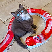 Al'Capone a rejoint le concours — aidez-le/la à gagner de superbes lots ! animal, blue_eyes, cat, circular_toy, curious, domestic_cat, feline, floor, fluffy, gray_cat, indoor, kitten, looking_up, pet, playful, small_animal, tile_floor, toy, white_markings, young_cat