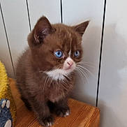 Al'Capone participe au concours pour gagner de l'argent avec cette photo : kitten, cat, blue_eyes, brown_fur, white_markings, whiskers, wooden_surface, yellow_object, indoor, pet, small, cute, feline, young, animal, curious, sitting, fur, closeup, background