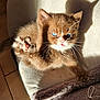 kitten, cat, paw, blue_eyes, furry, pet, sunlight, shadow, cushion, indoor, cozy, stretching, whiskers, cute, small, animal, feline, brown, soft, relaxing
