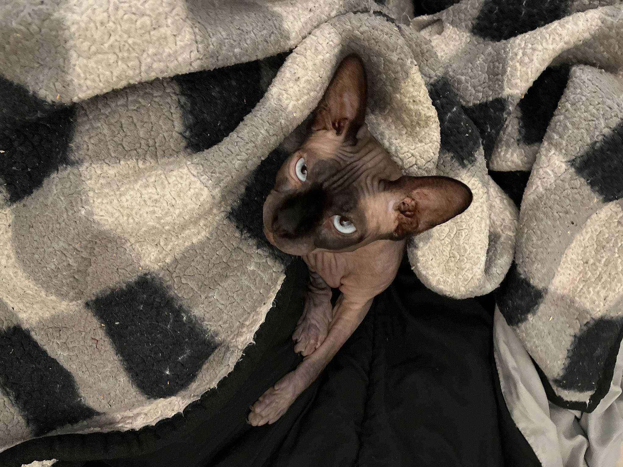 Giselle joined the competition — help win amazing prizes! carnivore, comfort, dress, eye, fawn, felidae, flash_photography, fur, gesture, glasses, grey, human_body, monochrome_photography, pattern, plant, small_to_medium_sized_cats, snout, sunglasses, tree, whiskers