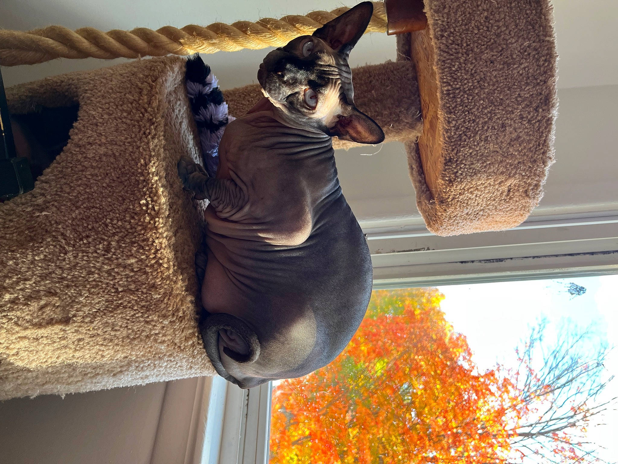 Giselle is registered to the contest to win money with this photo: art, bird_supply, bronze_sculpture, fawn, felidae, metal, monument, pet_supply, sculpture, sky, small_to_medium_sized_cats, snout, statue, tail, terrestrial_animal, tree, trunk, vertebrate, whiskers, wildlife