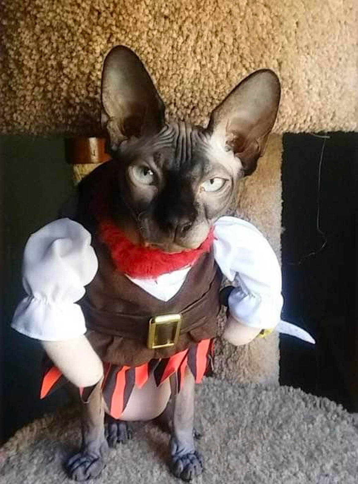 Giselle joined the competition — help win amazing prizes! animal_figure, canidae, carmine, carnivore, costume, dog_breed, fashion_accessory, fawn, felidae, fictional_character, fur, head, human_body, small_to_medium_sized_cats, snout, stuffed_toy, tail, toy, whiskers, working_animal