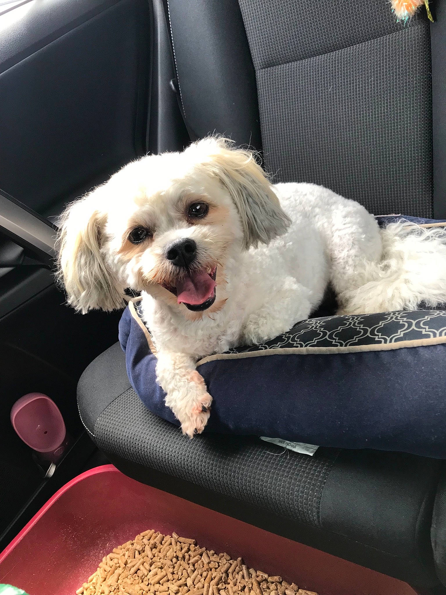 Stella is registered to the contest to win money with this photo: canidae, car_seat, carnivore, cavachon, cavapoo, cockapoo, companion_dog, dog, dog_breed, lhasa_apso, maltepoo, maltese, mammal, morkie, puppy, puppy_love, schnoodle, shih_tzu, snout, sporting_group