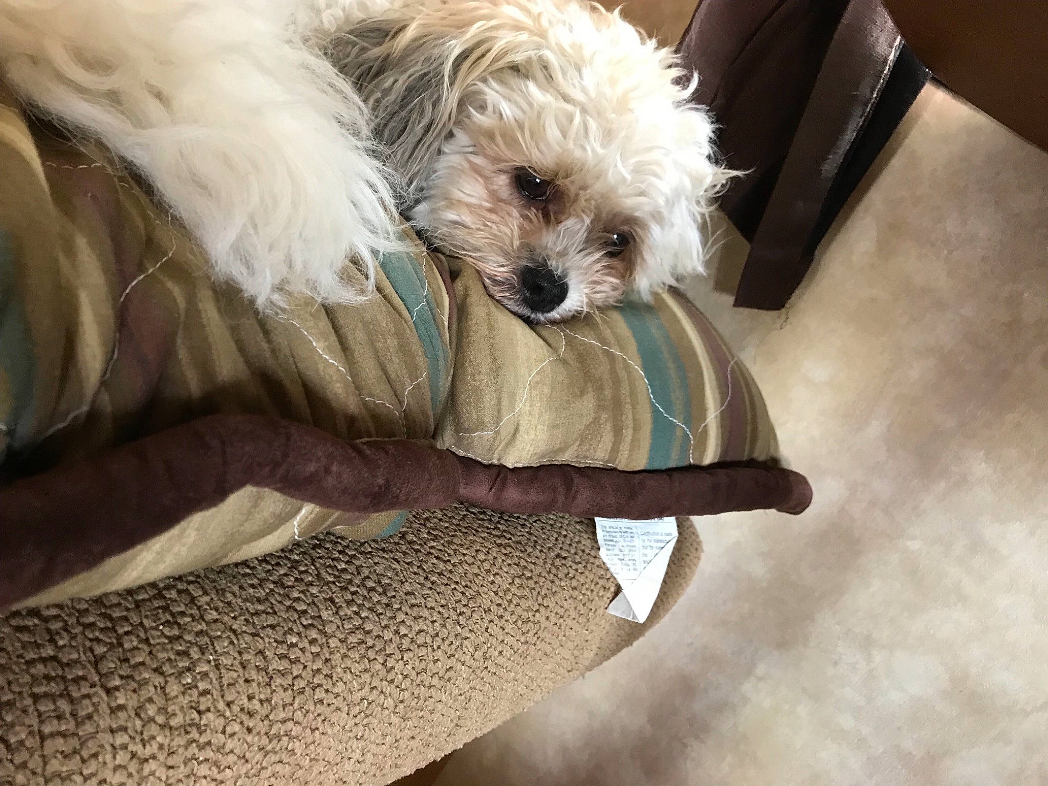 Stella joined the competition — help win amazing prizes! bolognese, canidae, carnivore, cockapoo, companion_dog, dog, dog_breed, havanese, maltepoo, maltese, mammal, miniature_poodle, non_sporting_group, poodle_crossbreed, puppy, puppy_love, schnoodle, shih_tzu, toy_dog, toy_poodle