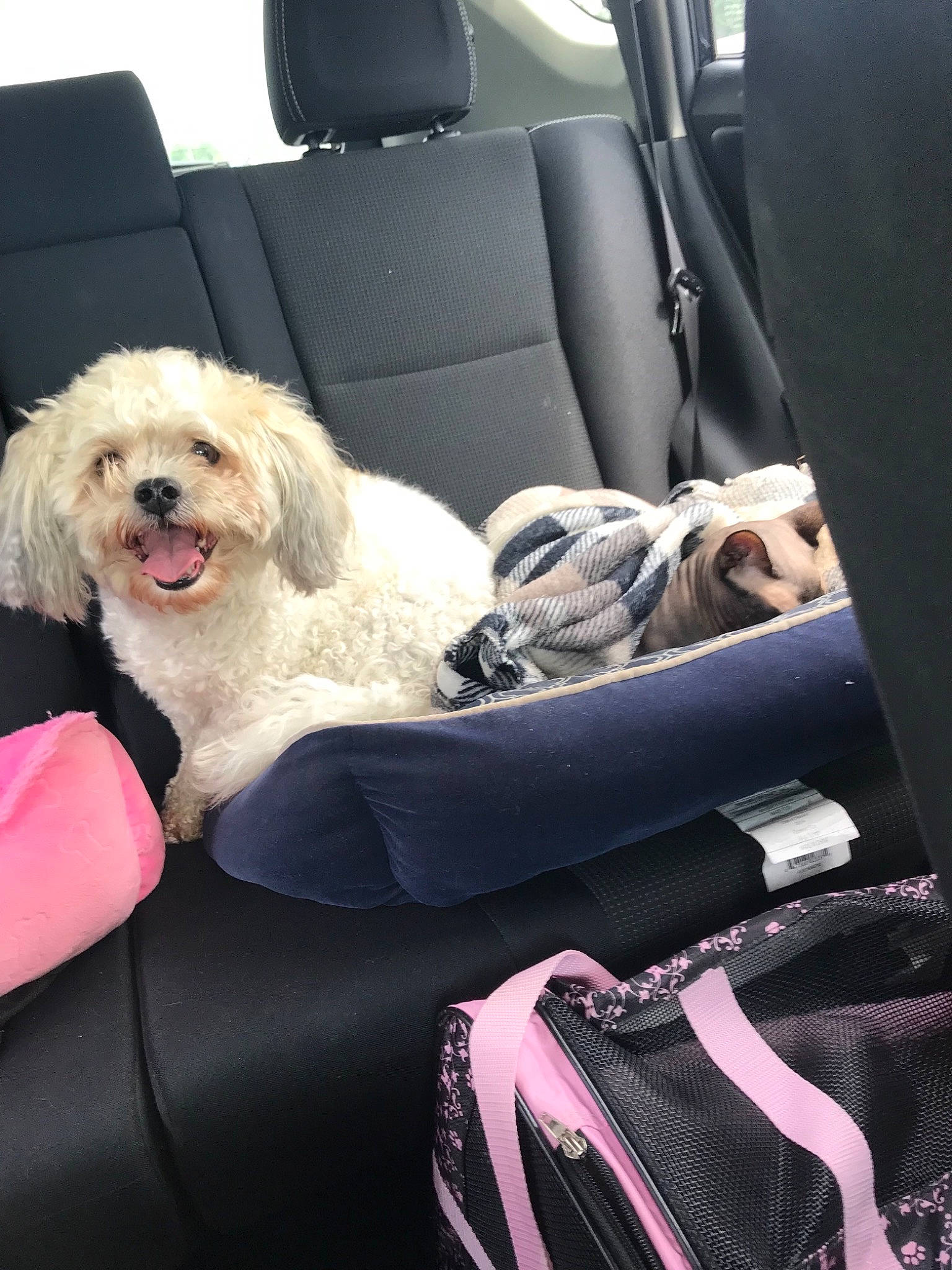 Stella joined the competition — help win amazing prizes! canidae, car, car_seat, carnivore, cockapoo, companion_dog, dog, dog_breed, labradoodle, maltepoo, maltese, miniature_poodle, non_sporting_group, poodle, puppy, toy_dog, toy_poodle, vehicle