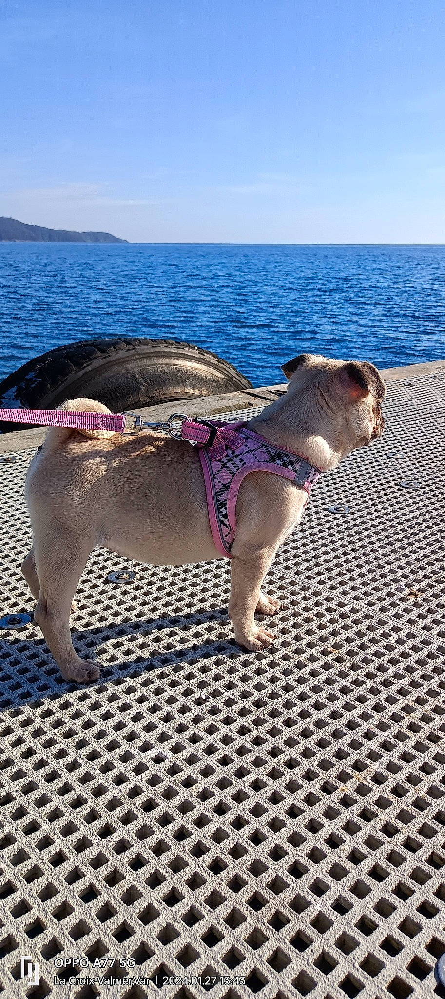 Catta participe au concours pour gagner de l'argent avec cette photo : blue, carnivore, companion_dog, dog, dog_breed, electric_blue, fawn, fun, lake, leisure, personal_protective_equipment, pet_supply, pink, purple, recreation, sky, snout, tail, water, working_animal