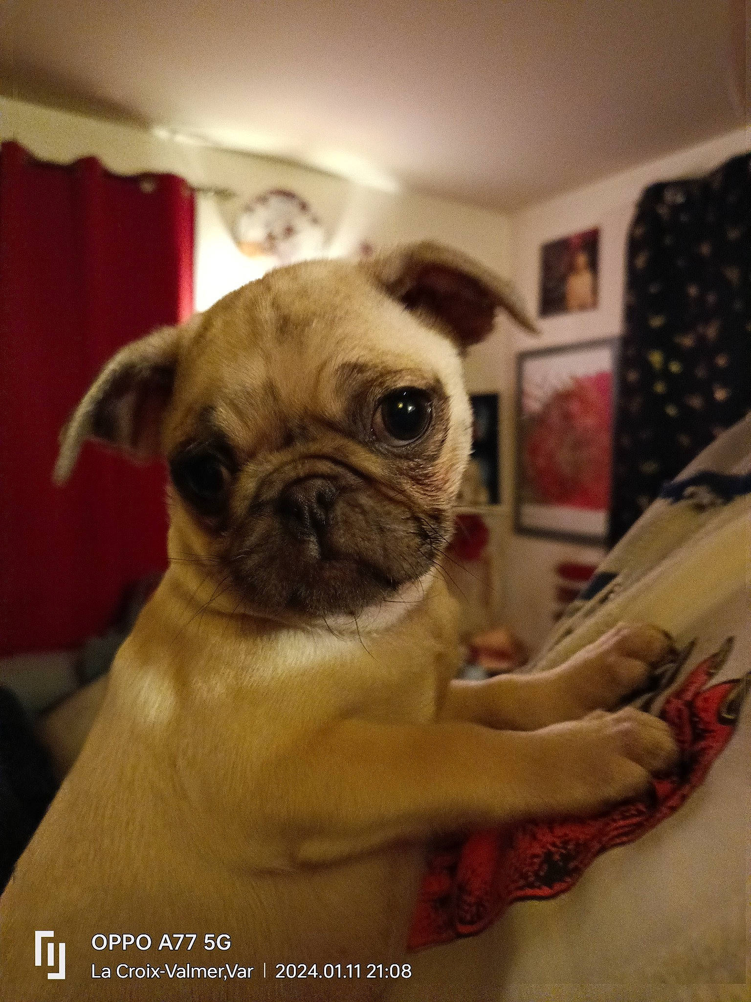 Catta participe au concours pour gagner de l'argent avec cette photo : canidae, carnivore, companion_dog, curtain, dog, dog_breed, fawn, non_sporting_group, pug, snout, sporting_group, terrestrial_animal, toy_dog, whiskers, working_animal, wrinkle