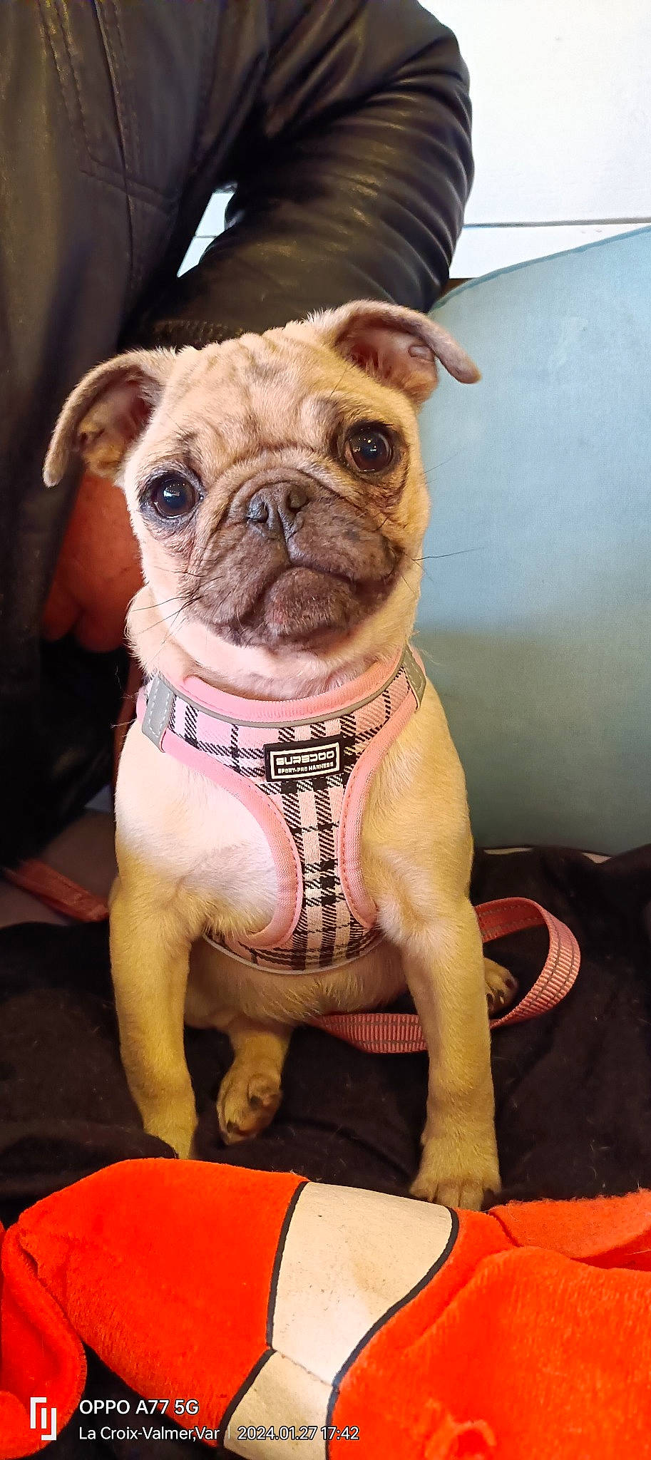 Catta participe au concours pour gagner de l'argent avec cette photo : bulldog, carnivore, collar, companion_dog, dog, dog_breed, dog_clothes, dog_collar, dog_supply, fawn, leash, pet_supply, pink, pug, snout, sporting_group, toy_dog, whiskers, working_animal, wrinkle