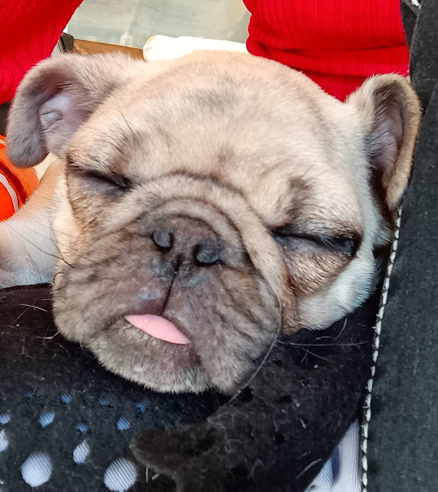 Catta participe au concours pour gagner de l'argent avec cette photo : bulldog, canidae, carnivore, close_up, comfort, companion_dog, dog, dog_breed, ear, fawn, fur, head, puppy, snout, sporting_group, terrestrial_animal, toy_dog, whiskers, working_animal, wrinkle