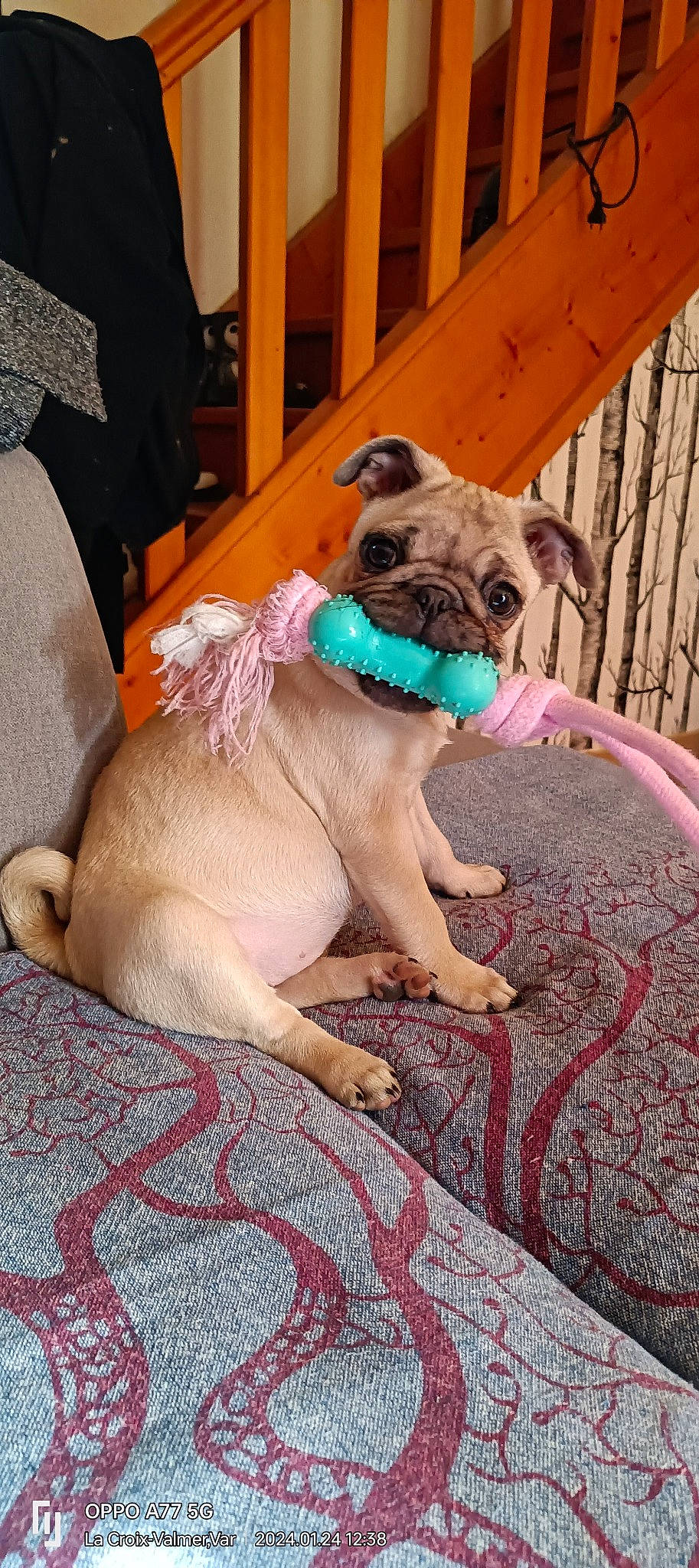 Catta a rejoint le concours — aidez-le/la à gagner de superbes lots ! canidae, carnivore, collar, comfort, companion_dog, dog, dog_breed, dog_collar, dog_supply, fawn, fur, paw, pet_supply, pug, snout, sporting_group, tail, toy_dog, working_animal, wrinkle