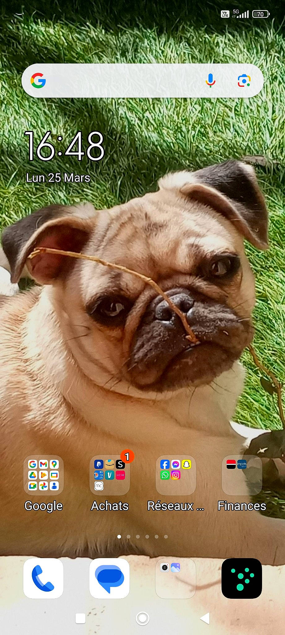 Catta participe au concours pour gagner de l'argent avec cette photo : bulldog, canidae, carnivore, companion_dog, dog, dog_breed, dog_supply, fawn, grass, liver, pet_supply, plant, pug, snout, sporting_group, terrestrial_animal, tree, whiskers, working_animal, wrinkle