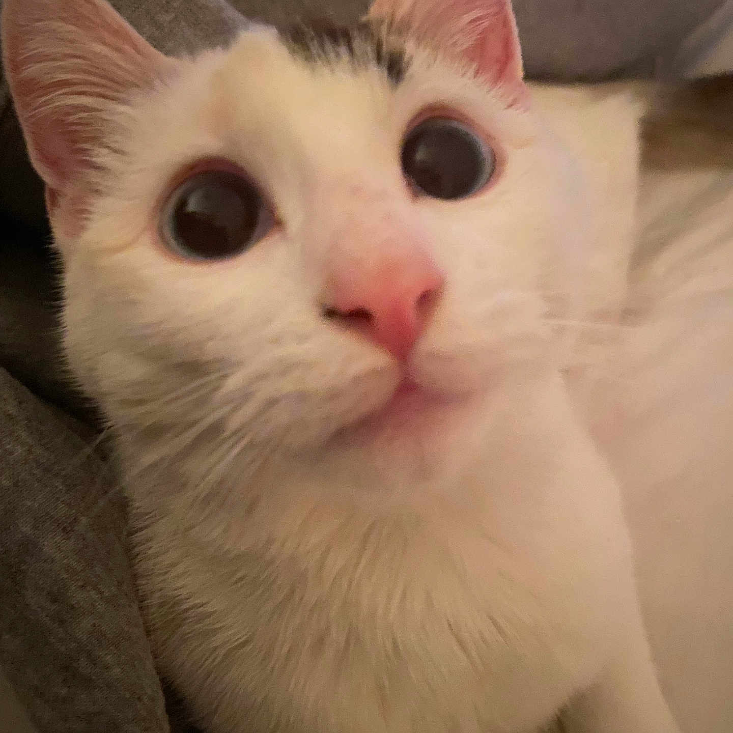 Winnie joined the competition — help win amazing prizes! animal, cat, close_up, curious, cute, domestic_cat, ears, expression, face, feline, fur, indoor, mammal, pet, pink_nose, resting, soft_texture, whiskers, white_cat, wide_eyes