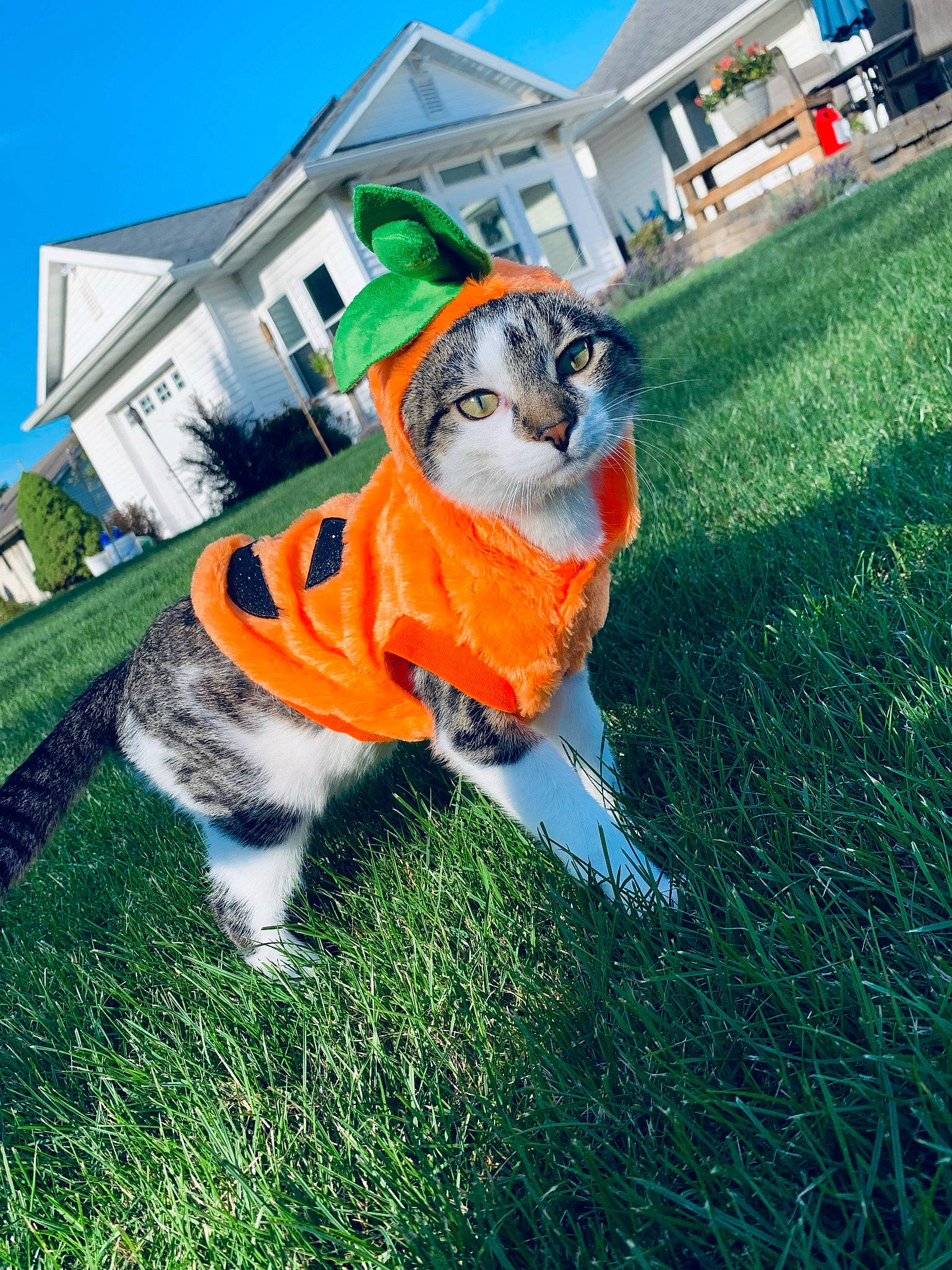 Nova joined the competition — help win amazing prizes! building, canidae, carnivore, cat, companion_dog, dog_breed, fawn, felidae, fur, grass, lawn, plant, sky, small_to_medium_sized_cats, snout, sporting_group, tail, tree, whiskers, window