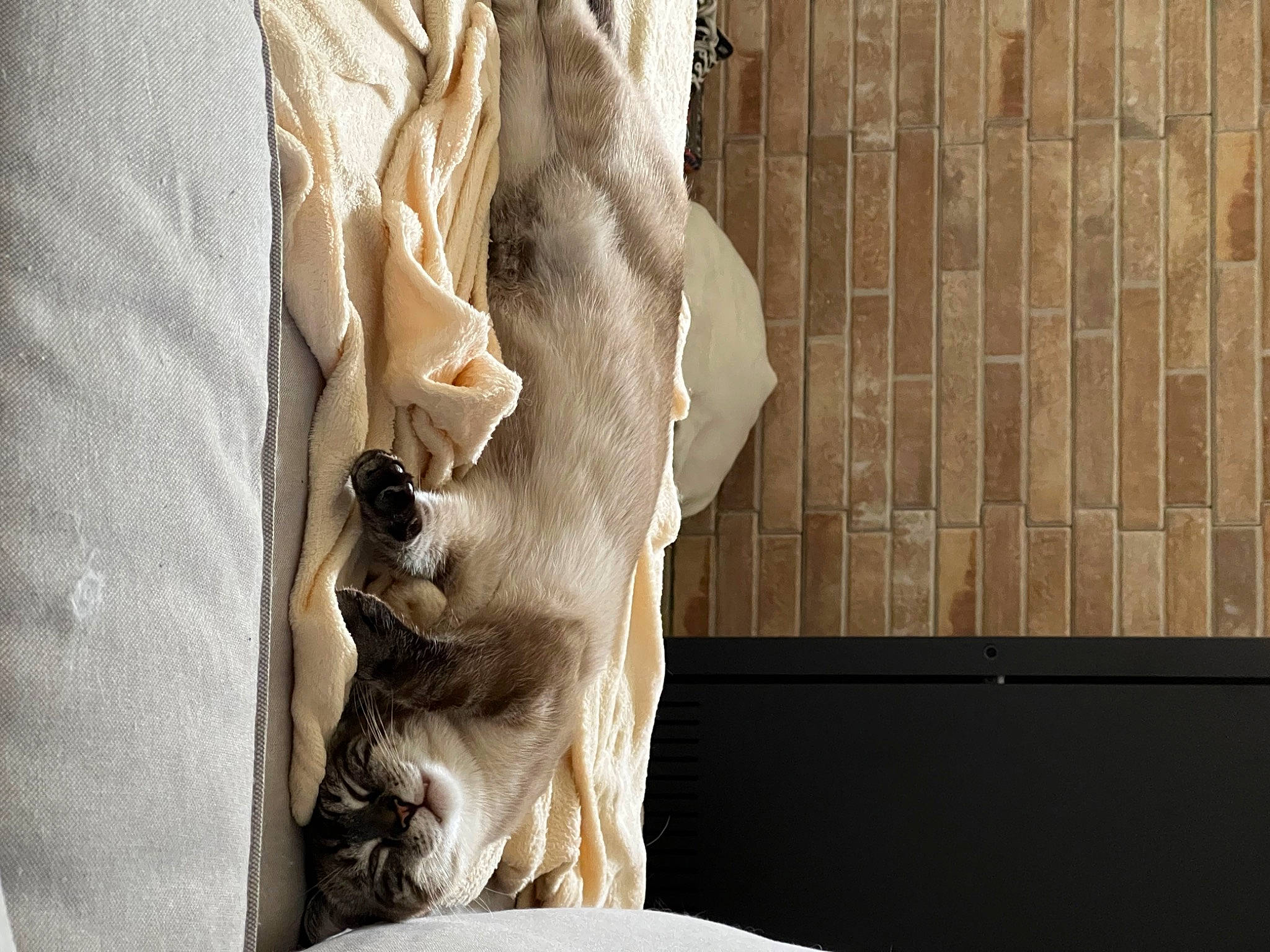 Smöke participe au concours pour gagner de l'argent avec cette photo : art, artifact, classical_sculpture, fawn, felidae, fur, human_leg, jaw, linens, rock, room, sculpture, shadow, statue, tints_and_shades, trunk, visual_arts, window, wood