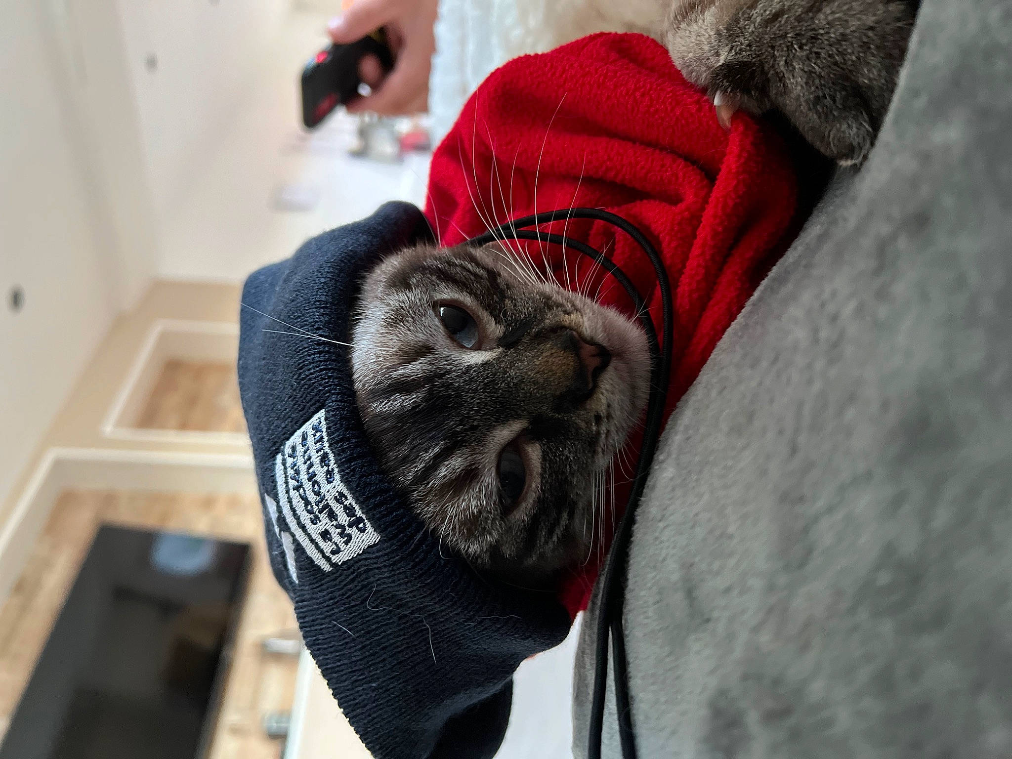 Smöke participe au concours pour gagner de l'argent avec cette photo : cap, carmine, claw, fashion_accessory, flooring, fur, grey, moustache, pattern, personal_protective_equipment, sporting_group, stuffed_toy, thread, tradition, whiskers, winter, wool, woolen, woven_fabric, wrinkle