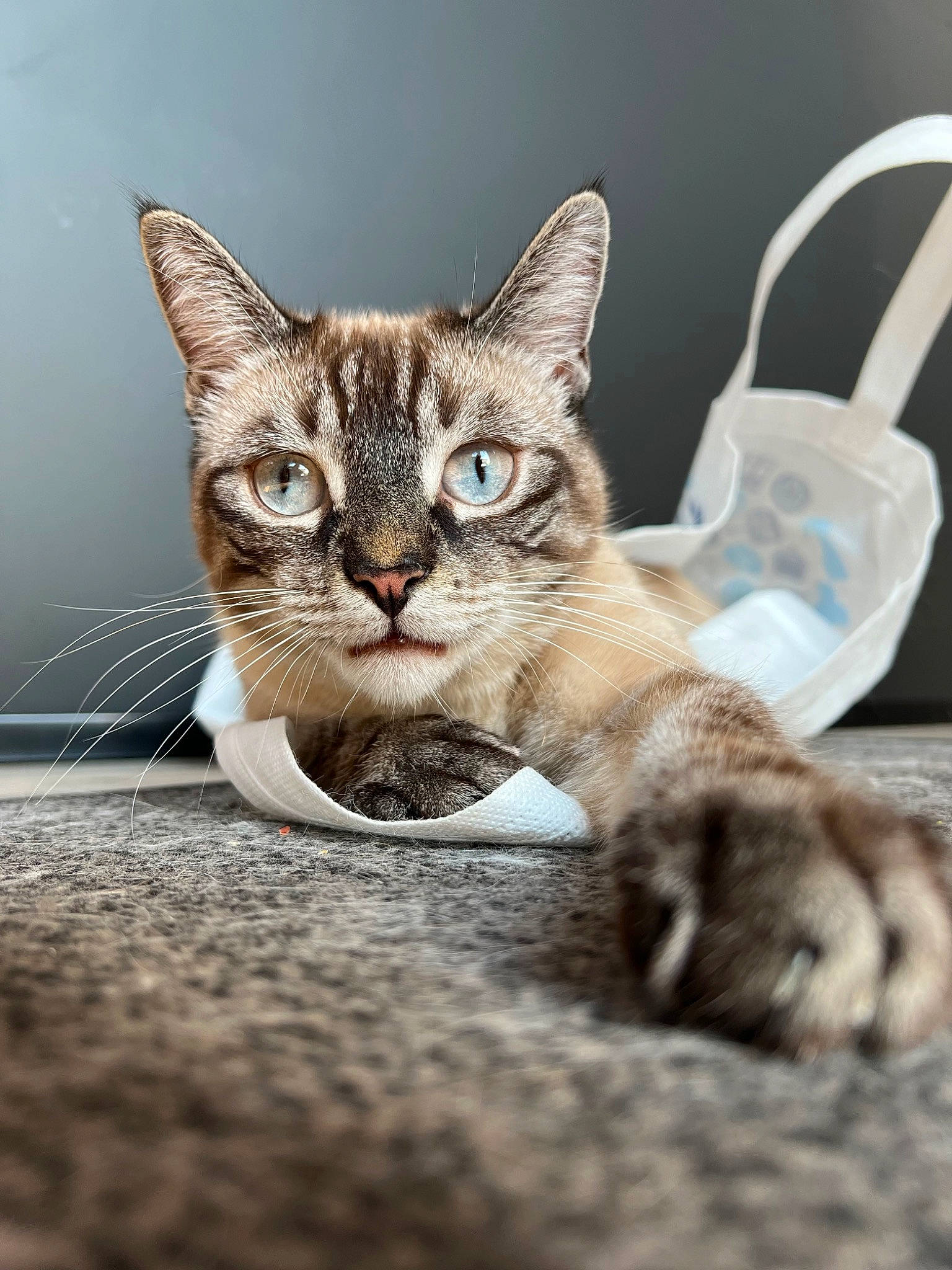 Smöke a rejoint le concours — aidez-le/la à gagner de superbes lots ! carnivore, cat, claw, comfort, domestic_short_haired_cat, fawn, felidae, fur, mammal, paw, sitting, small_to_medium_sized_cats, snout, tail, terrestrial_animal, vertebrate, whiskers, wildlife, wood