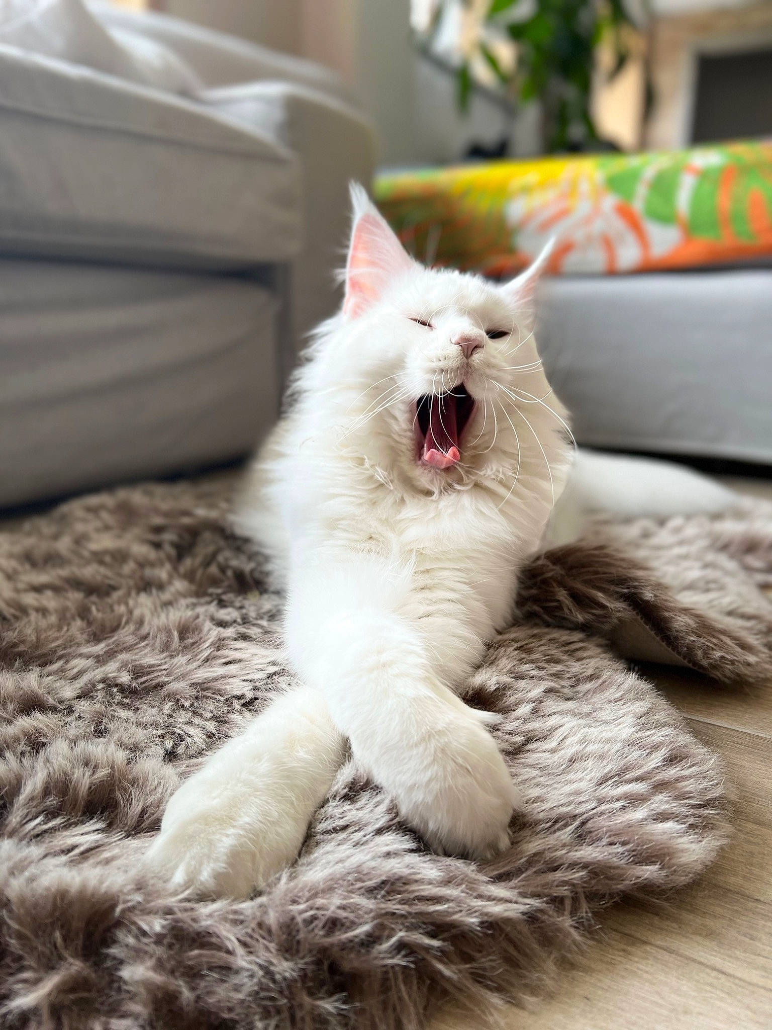 Snow a rejoint le concours — aidez-le/la à gagner de superbes lots ! carnivore, cat, comfort, dog_breed, fang, felidae, flooring, fur, grey, paw, small_to_medium_sized_cats, snout, tail, terrestrial_animal, whiskers