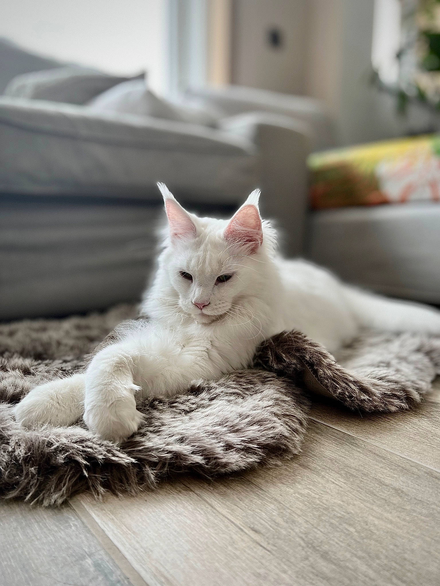 Snow a rejoint le concours — aidez-le/la à gagner de superbes lots ! carnivore, cat, claw, comfort, couch, domestic_short_haired_cat, felidae, flooring, fur, grey, hardwood, linens, paw, room, sitting, small_to_medium_sized_cats, snout, tail, whiskers, wood
