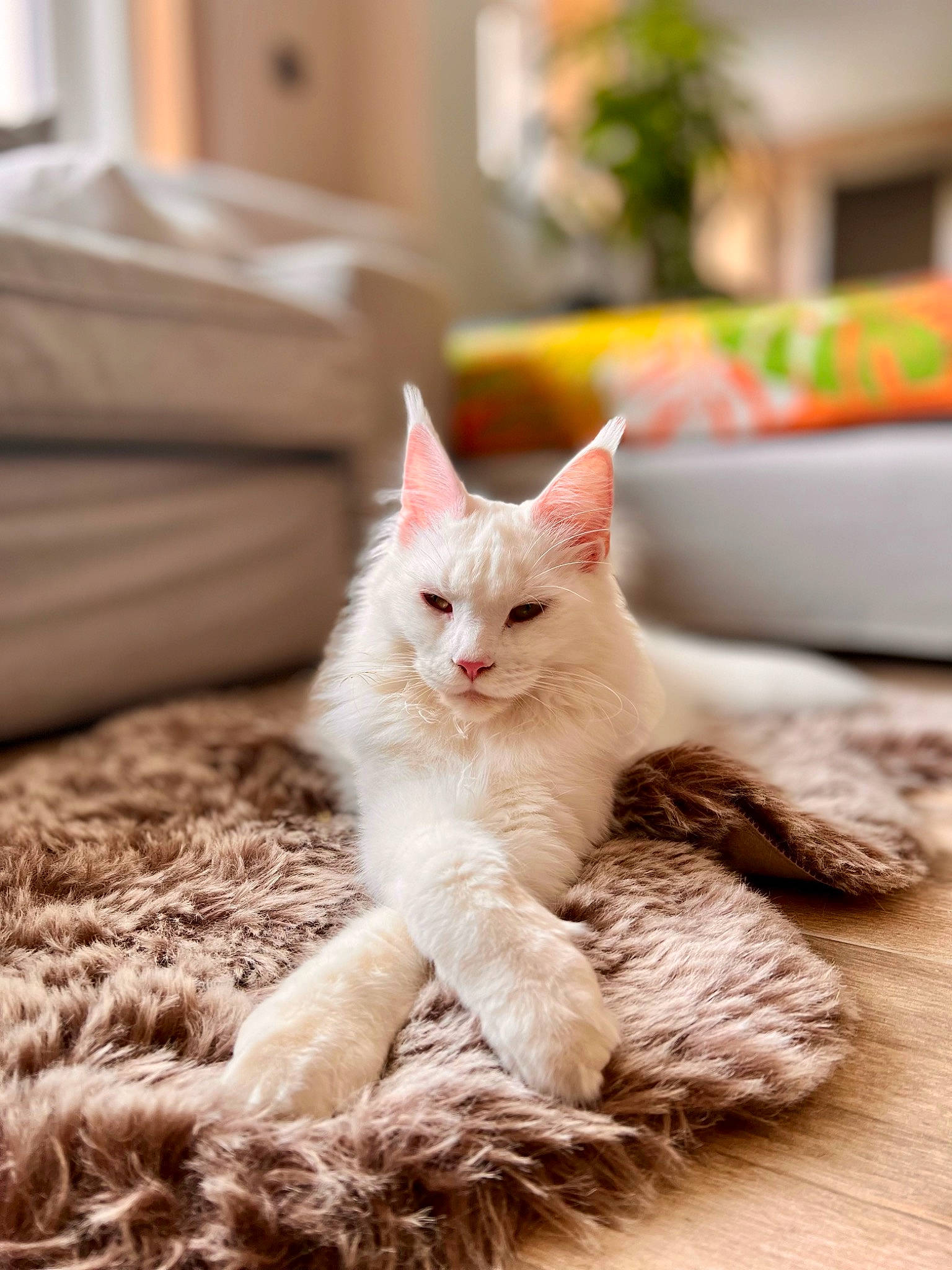 Snow participe au concours pour gagner de l'argent avec cette photo : carnivore, cat, claw, comfort, domestic_short_haired_cat, fawn, felidae, flooring, fur, hardwood, houseplant, linens, paw, plant, sitting, small_to_medium_sized_cats, snout, tail, whiskers, wood