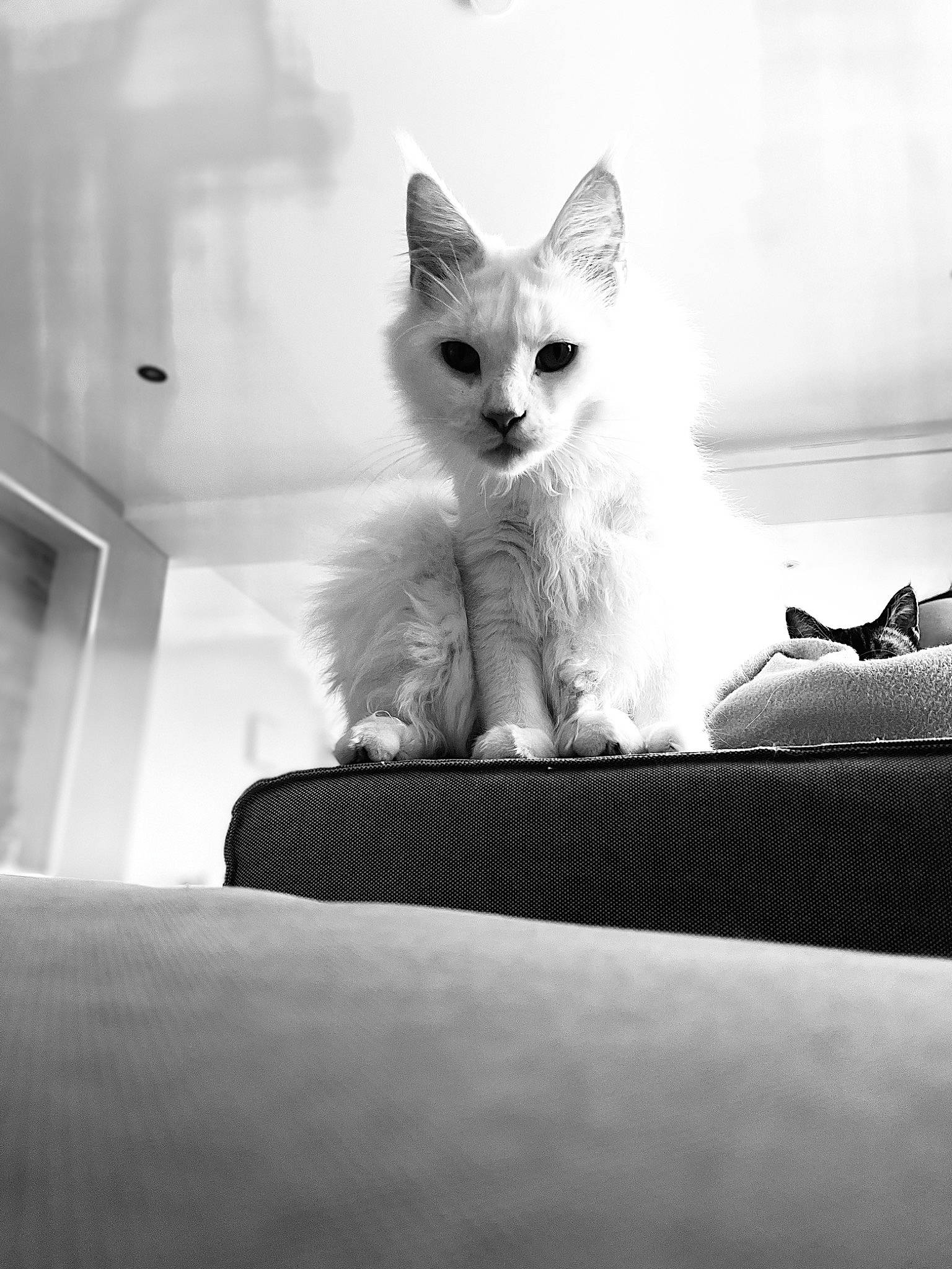 Snow participe au concours pour gagner de l'argent avec cette photo : black_and_white, carnivore, cat, comfort, eye, felidae, fur, grey, human_leg, monochrome, monochrome_photography, paw, sitting, small_to_medium_sized_cats, snout, stock_photography, style, tail, whiskers, white