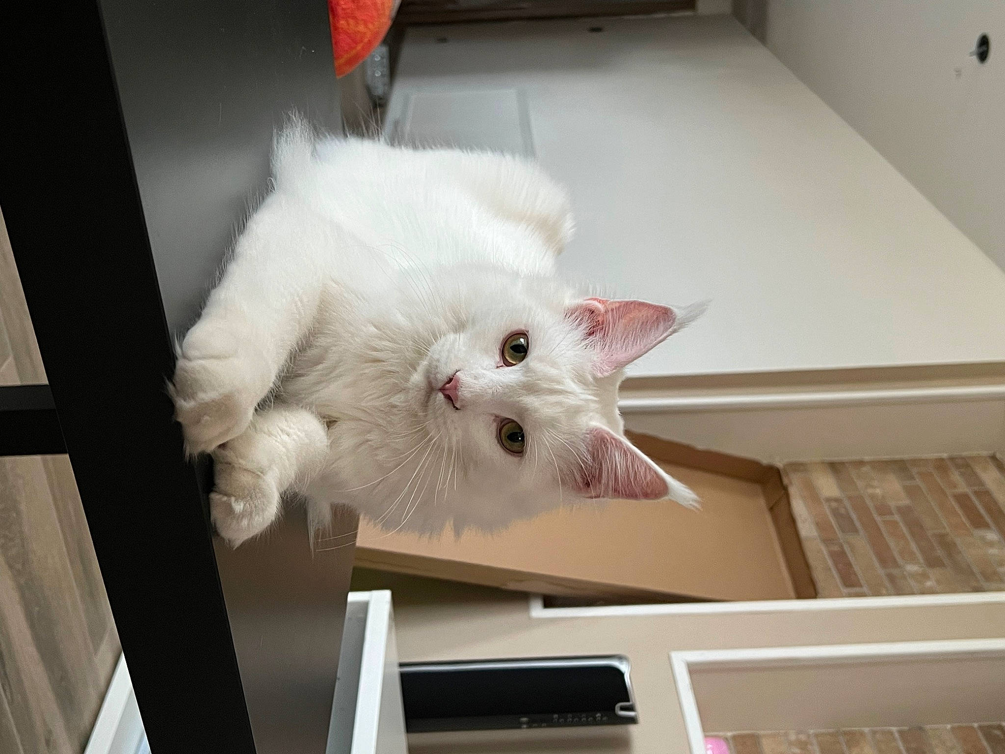 Snow a rejoint le concours — aidez-le/la à gagner de superbes lots ! carnivore, cat, domestic_short_haired_cat, fawn, felidae, flooring, fur, hardwood, paw, room, small_to_medium_sized_cats, snout, tail, whiskers, wood