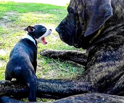 Finnley joined the competition — help win amazing prizes! borador, carnivore, collar, companion_dog, dog, dog_breed, dog_collar, fawn, grass, guard_dog, leash, molosser, non_sporting_group, plant, sporting_group, tail, terrestrial_animal, whiskers, working_animal, working_dog