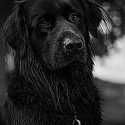 Naos a rejoint le concours — aidez-le/la à gagner de superbes lots ! dog, black_dog, wet_fur, portrait, close_up, animal, pet, outdoor, nature, leash, black_and_white, fur, canine, looking_away, ears, snout, muzzle, expression, background_blur, moody