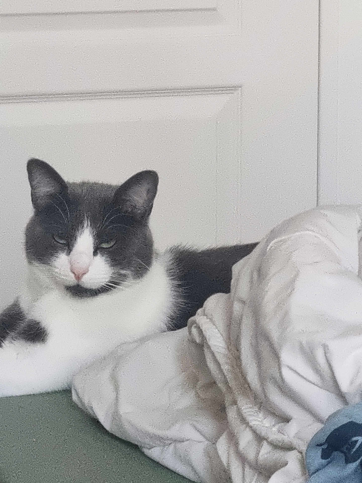 Niky participe au concours pour gagner de l'argent avec cette photo : cat, black_and_white, feline, pet, indoor, resting, blanket, cozy, door, fur, animal, whiskers, ears, lying_down, relaxed, nose, soft_texture, home, comfort, sleepy