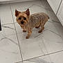 dog, yorkshire_terrier, small_dog, pet, indoor, kitchen, tile_floor, cabinet, curious, looking_up, brown_fur, standing, paws, ears, whiskers, portrait, domestic_animal, home_interior, cute, floor_tile