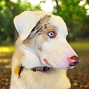 Babe joined the competition — help win amazing prizes! alert, animal, blue_eyes, blurred_background, canine, close_up, collar, daylight, dog, ears, fur, grass, muzzle, nature, outdoor, pet, pink_nose, portrait, side_view, tag