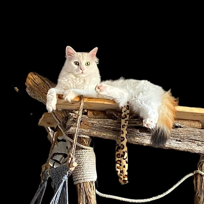 Urman a rejoint le concours — aidez-le/la à gagner de superbes lots ! accessories, angora, animal, art, cat, driftwood, electronics, furniture, hardware, kitten, person, pet, plywood, rope, siamese, sleeping, sword, toy, weapon, wood