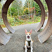 Finn is registered to the contest to win money with this photo: dog, harness, rusty_metal, metal_rings, gravel_path, forest, autumn, trees, greenery, outdoor, nature, smiling_dog, canine, park, fall_colors, happy, sitting, ears_up, daylight, rust