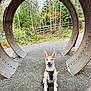 dog, harness, rusty_metal, metal_rings, gravel_path, forest, autumn, trees, greenery, outdoor, nature, smiling_dog, canine, park, fall_colors, happy, sitting, ears_up, daylight, rust