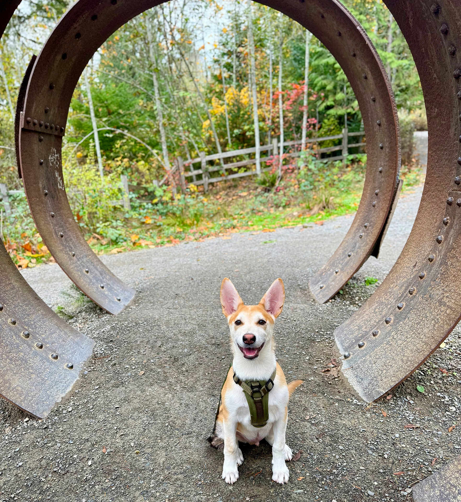 Finn is registered to the contest to win money with this photo: dog, harness, rusty_metal, metal_rings, gravel_path, forest, autumn, trees, greenery, outdoor, nature, smiling_dog, canine, park, fall_colors, happy, sitting, ears_up, daylight, rust